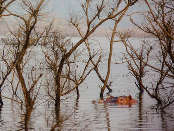 Hippopotamus in lake at bui national park during sunset