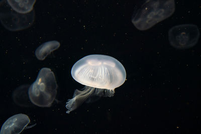 Close-up of jellyfish in sea