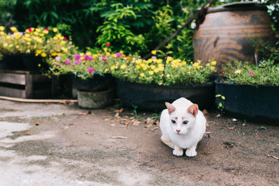 Portrait of a cat in flower pot