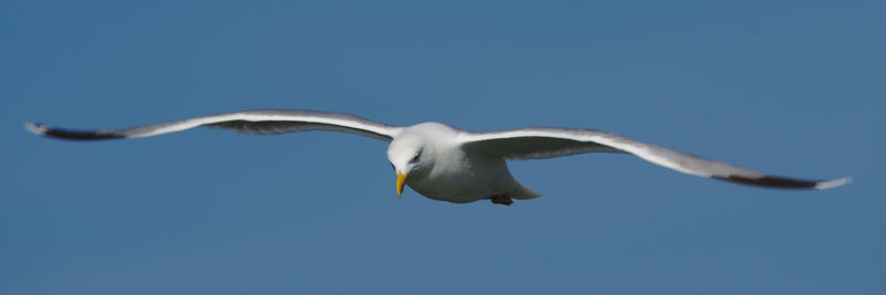 Low angle view of seagull flying against clear blue sky