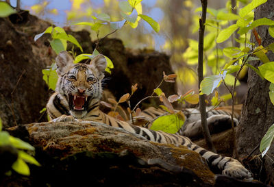 Low angle view of lion cub roaring on tree