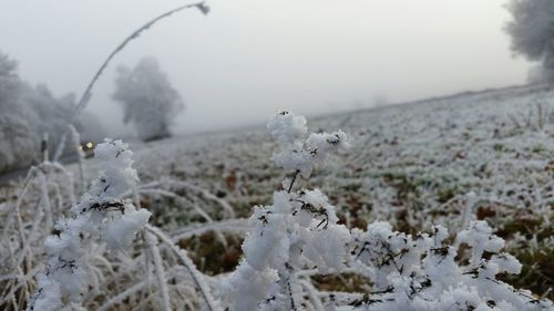 Close-up of snow on tree