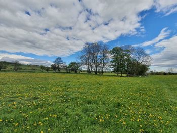 Scenic view of field against sky