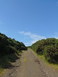 Dirt road along with plants and trees against the sky