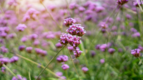 Field of violet petals of verbena flower blossom on blurred green leaves, know as purpletop vervian