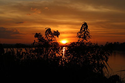 Silhouette, sunset with shadow of trees