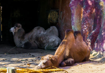 Sheep resting in a zoo