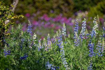 Close-up of purple flowering plants on field