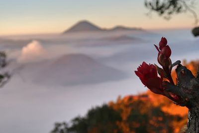 Close-up of flowering plant against sky during sunset