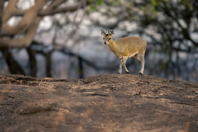 Giraffes standing on rock
