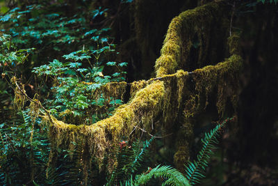 Close-up of moss growing on tree trunk