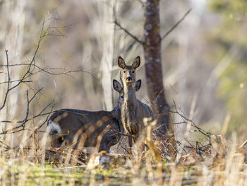 Two deer standing and watching in the forest