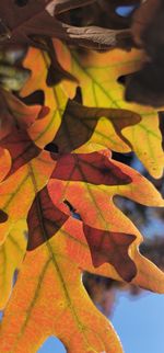 Close-up of dry leaf