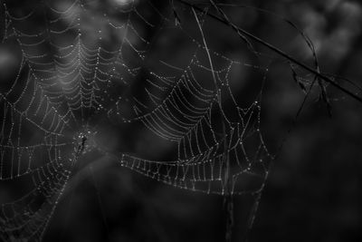 Close-up of wet spider web