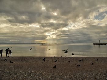 Flock of seagulls on beach