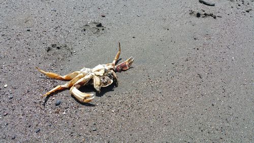 High angle view of crab on sand