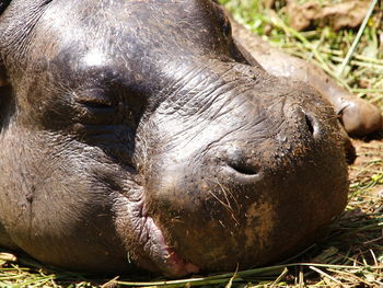 Close-up of horse