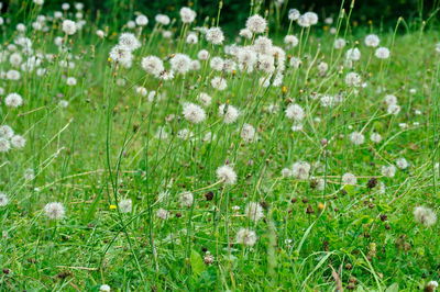 Close-up of white flowering plants on field