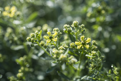 Close-up of flowers growing on plant