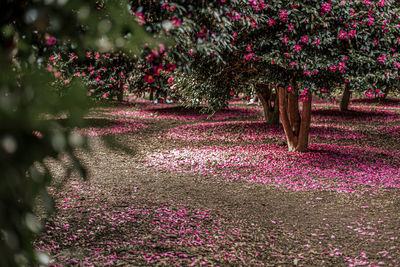 Trees in park