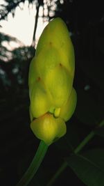 Close-up of yellow flower