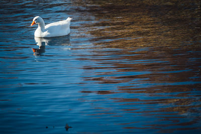 Bird flying over lake