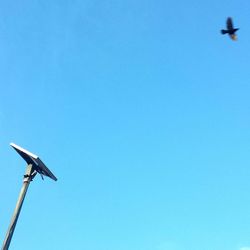 Low angle view of bird flying against clear blue sky