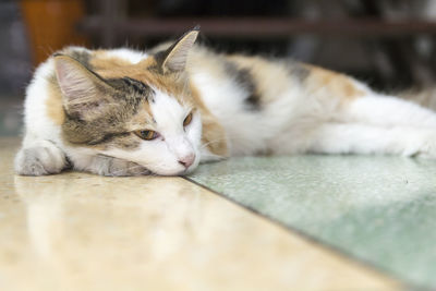 Close-up of cat lying on floor