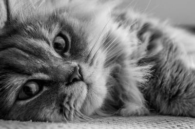 Close-up portrait of cat lying on rug at home