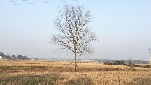 Bare tree on field against clear sky