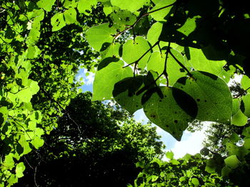 Low angle view of ivy growing on tree