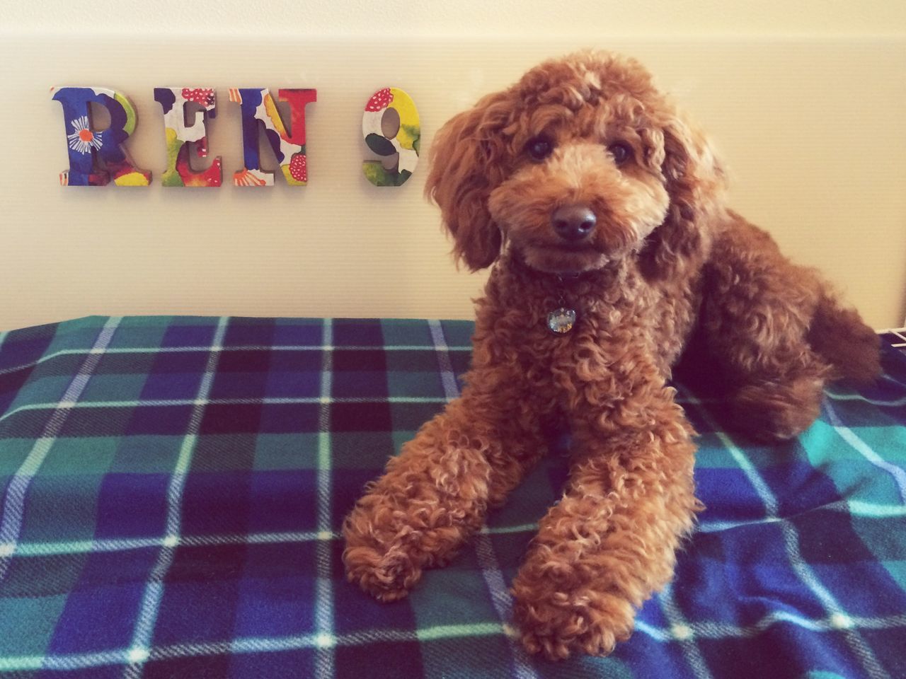 pets, domestic animals, dog, indoors, mammal, animal themes, one animal, home interior, sitting, portrait, brown, toy, full length, no people, looking at camera, food, relaxation, food and drink, home, table