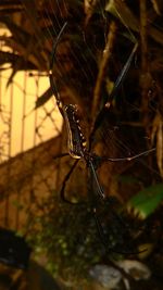 Spider on web
