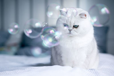 Close-up portrait of a cat