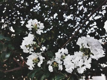 Close-up of white flowers on tree