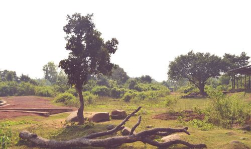 Scenic view of trees on field against clear sky