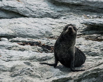 New zealand fur seal on rocky beach