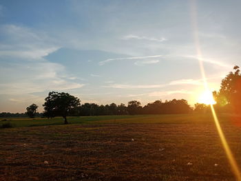 Trees on field against sky during sunset