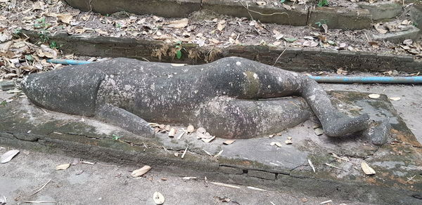 Lizard on ground