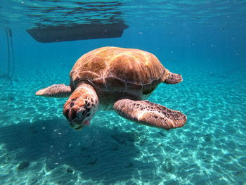 Turtle in sea 
