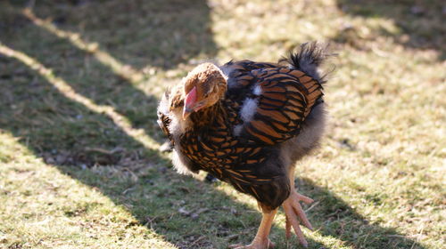 High angle view of a bird on field