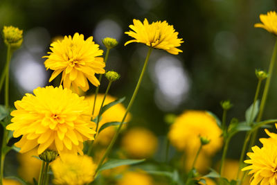 Close-up of yellow flowering plant