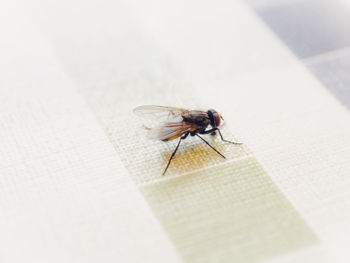 Close-up of housefly on tablecloth