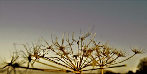 Close-up of plants against sky