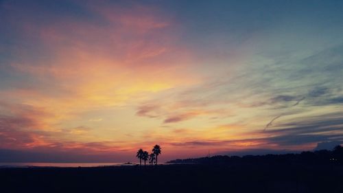 Silhouette of trees at sunset