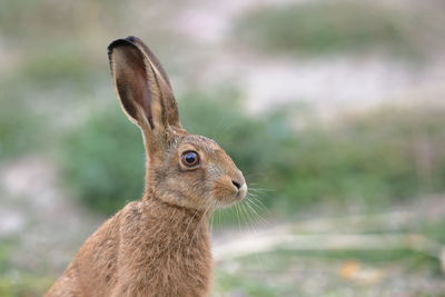 An european hare leveret up close 