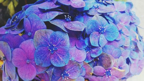 Close-up of purple flowers