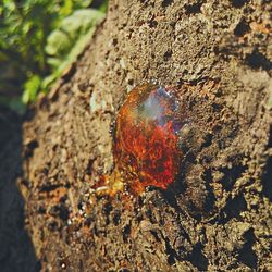 Close-up of tree trunk