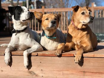 Portrait of dogs sitting on wood