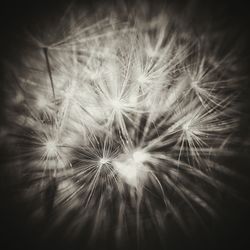 Close-up of dandelion